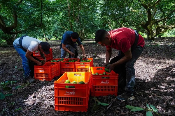 Aguacate-Supertazón Unas 127 mil toneladas de aguacate se enviaron a EU el último mes, cuyas ventas son cercanas a 350 millones de dólares.