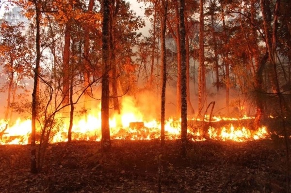 Incendios forestales La coordinadora nacional de protección civil reveló que en relación con 2024, 2025 tuvo menos incendios, pero hubo afectaciones en más hectáreas, más de un millón 212 mil hectáreas en toda la República.