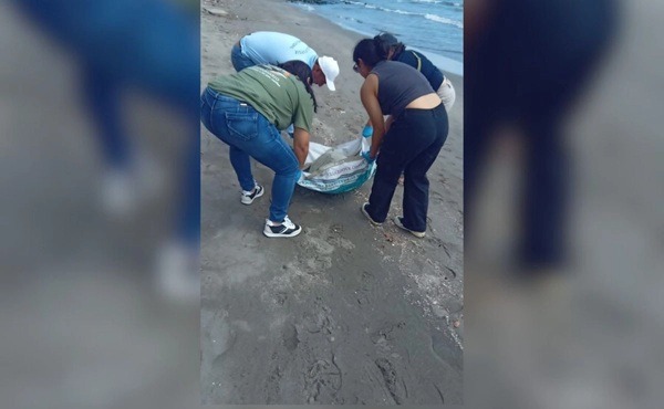 Tortuga-Veracruz Hasta el momento, las autoridades estatales y federales en materia ambiental no han dado a conocer ningún informe relacionado con la muerte de estos especímenes, por lo que se teme estén directamente relacionadas con el derrame de petróleo.