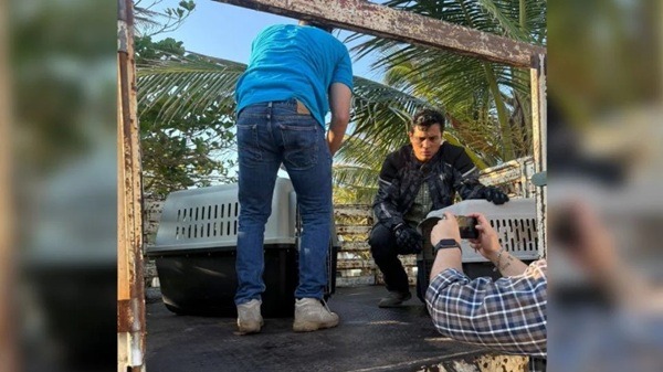 Veracruz-Ambientalistas La organización Earth Mission documentó la afectación en 27 pelícanos ocasionada por la presencia del recurso en aguas del Golfo de México y acusó a la gobernadora de desdeñar las afectaciones.