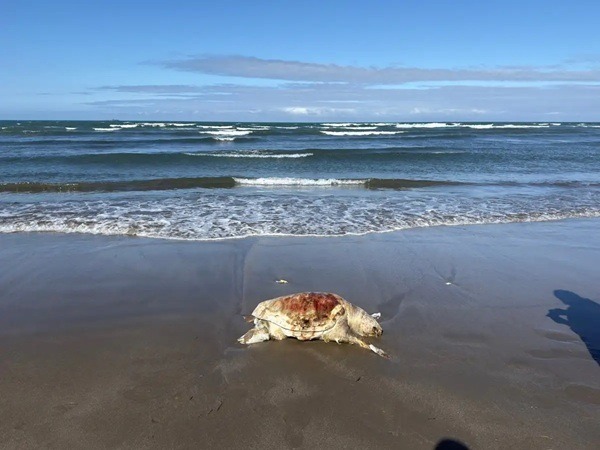 Veracruz-Especies marinas La Procuraduría del Medio Ambiente de Veracruz dio a conocer que no cuenta con información oficial de animales marinos hallados sin vida en costas de la entidad desde que comenzó la contingencia por hidrocarburo (a principios de marzo), a pesar de los reportes de grupos ambientalistas, ayuntamientos, medios y pobladores sobre al menos 12 ejemplares muertos en los municipios.
