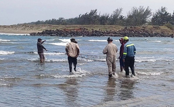 Veracruz-Limpieza Playas En Veracruz, las acciones de limpieza iniciaron el 5 de marzo en Playa Barrillas, continuaron el 9 de marzo en Playa Linda y Playa Jicacal, y el 13 de marzo en la Laguna del Ostión, donde también se han puesto en marcha acciones de contención mediante el uso de cordones oleofílicos para atender la presencia de iridiscencia en cuerpos de agua.