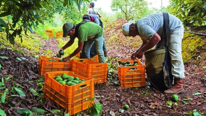 De acuerdo con el tesorero del Consejo Nacional Agropecuario, a nivel regional, la crisis hídrica agrava la situación ya que estados como Sonora y Sinaloa registran presas prácticamente vacías, lo que ya provocó que dejaran de sembrarse más de 114,000 hectáreas de maíz el ciclo pasado.