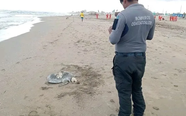 Coatza-Tortuga El cadáver del reptil marino se encontró en el malecón costero de Coatzacoalcos, a la altura de la colonia Puerto México. Tenía un alto grado de descomposición.