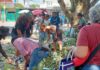 Exceso de mangos en El Mangal; se desgaja árbol Los vecinos reportaron que la rama cayó en una zona despejada y se presume que la causa fue el peso de la propia fruta.