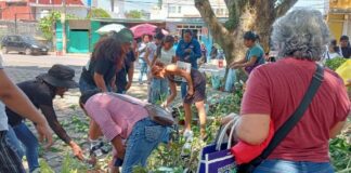 Exceso de mangos en El Mangal; se desgaja árbol Los vecinos reportaron que la rama cayó en una zona despejada y se presume que la causa fue el peso de la propia fruta.