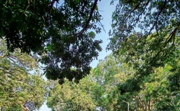 Gobierno de Minatitlán fomenta hábitos saludables a través de la activación física La titular de las comisiones de Impulso a la Juventud, Salud y Asistencia, reconoció que disciplinas como el baile y el ejercicio, son formas divertidas y dinámicas de mantener el cuerpo en movimiento y representan una de las vías más efectivas para prevenir enfermedades crónico-degenerativas, como la diabetes y la hipertensión.