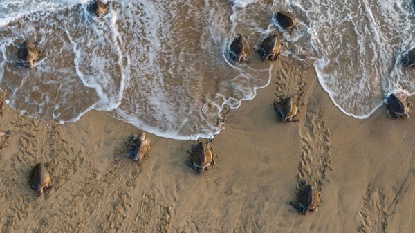 Oaxaca-Huevos de Tortuga Para la conservación de especies prioritarias como la tortuga marina, la Conanp mantiene activos proyectos de subsidio que integran a más de 117 personas de las comunidades como, Escobilla, Vainilla, Macahuite, Guapinole y Barra del Potrero.
