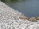 Aparecen más de 2 toneladas de peces muertos en Altamira Las autoridades locales trabajan para garantizar la limpieza de la zona. Los pescadores no suelen recolectar esta especie porque sus cualidades no se ajustan con sus ventas.