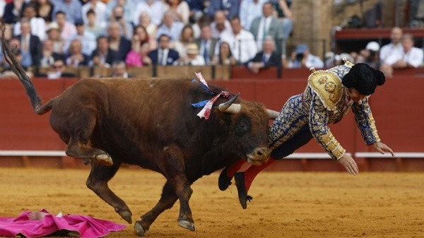 Torero-Lesión El español sufrió una herida con una trayectoria de 10 centímetros en dicha zona y fue intervenido quirúrgicamente de emergencia.