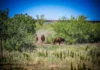 Restauración ecológica: tras de casi 200 años, los bisontes reaparecen en Sonora Bisontes regresan a Sonora en un proyecto de restauración ecológica
