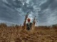 El Cambio Climático favorece que haya piedras de granizo más grandes y dañinas, revela estudio Granizo dañino causado por el cambio climático en México