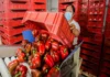México inicia exportación de chile morrón a Japón después de 16 años de negociación Chile morrón listo para exportación a Japón después de 16 años de negociación