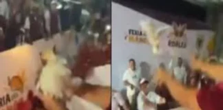 Arrojan pollos vivos desde carro alegórico en Medellín; señalan acto de crueldad animal Pollos vivos lanzados desde carro alegórico en Medellín, Veracruz, acto de crueldad animal