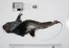 El tiburón fantasma, la esponja carnívora y otras 1.100 especies marinas descubiertas en solo un año Imagen de las especies marinas descubiertas, incluyendo el tiburón fantasma y la esponja carnívora, especies marinas
