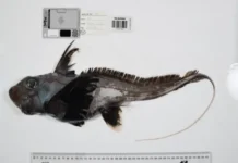 El tiburón fantasma, la esponja carnívora y otras 1.100 especies marinas descubiertas en solo un año Imagen de las especies marinas descubiertas, incluyendo el tiburón fantasma y la esponja carnívora, especies marinas