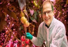La revolución tecnológica del «food valley» y como Países Bajos logró ser el tercer exportador mundial de alimentos con un territorio tan pequeño Producción de alimentos sostenible en Países Bajos con tecnología de vanguardia y producción de alimentos