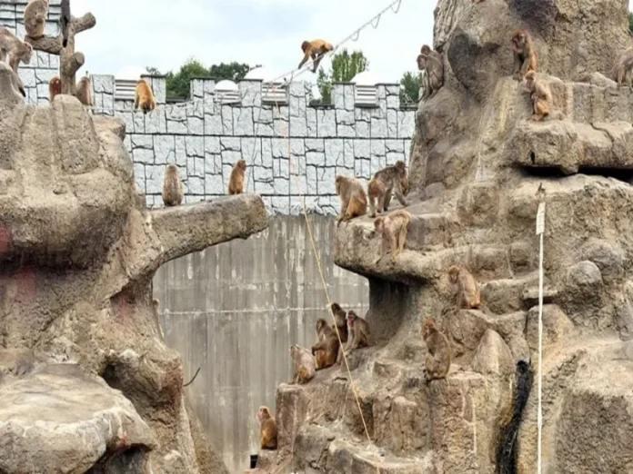 Imagen de Punch, el macaco japonés viral Punch viral, el macaco japonés que se volvió famoso por aferrarse a un peluche