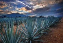 Agroindustria tequilera ha invertido 128 millones de dólares en proyectos de sustentabilidad: CRT La sustentabilidad en tequila es clave para el futuro de la industria