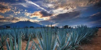 Agroindustria tequilera ha invertido 128 millones de dólares en proyectos de sustentabilidad: CRT La sustentabilidad en tequila es clave para el futuro de la industria