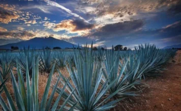 Agroindustria tequilera ha invertido 128 millones de dólares en proyectos de sustentabilidad: CRT La sustentabilidad en tequila es clave para el futuro de la industria