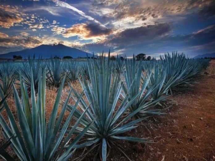 La sustentabilidad en tequila es clave para el futuro de la industria