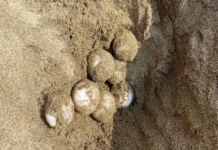 Remanentes de fuga de chapopote pone en riesgo desove de tortugas marinas en Veracruz: Caretta Mx Tortugas marinas en riesgo por chapopote en playas de Veracruz