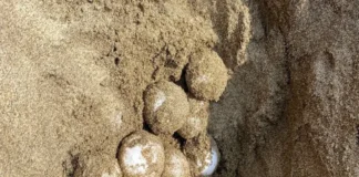 Remanentes de fuga de chapopote pone en riesgo desove de tortugas marinas en Veracruz: Caretta Mx Tortugas marinas en riesgo por chapopote en playas de Veracruz