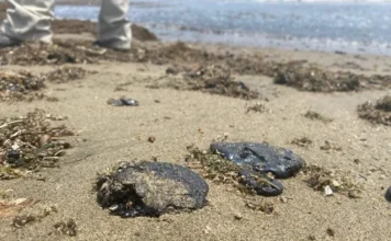 Tortugas en Veracruz en riesgo por chapopote en playas veracruzanas Tortugas veracruz en riesgo por chapopote en playas