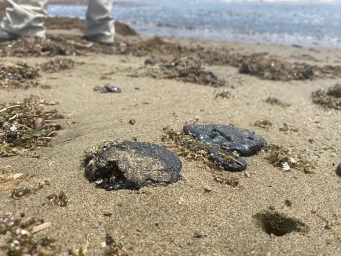 Tortugas veracruz en riesgo por chapopote en playas