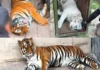 Tigres, un lince y caballos: el hallazgo de la FGR en Durango tras un reporte de personas armadas y animales exóticos Imagen de animales exóticos asegurados en un cateo en Durango
