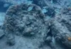 Hallan restos de antiguo barco de guerra oculto por más de dos siglos, frente a costas de Alvarado Imagen de restos de un barco de guerra hallado en costas de Alvarado