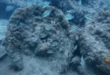 Hallan restos de antiguo barco de guerra oculto por más de dos siglos, frente a costas de Alvarado Imagen de restos de un barco de guerra hallado en costas de Alvarado