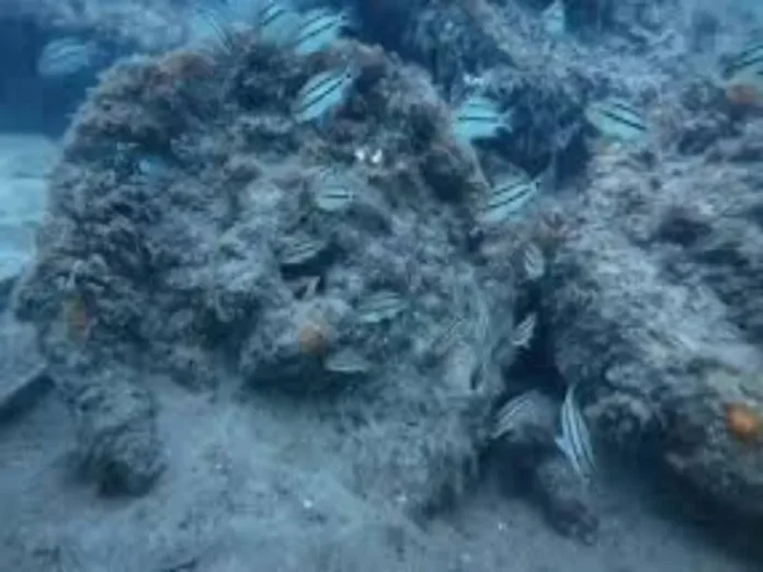 Restos de un barco de guerra encontrado en Alvarado Imagen de restos de un barco de guerra hallado en costas de Alvarado