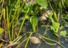 Nahle anuncia sanciones contra alcoholera por mortandad de peces en Veracruz Contaminación en Veracruz causa mortandad de peces y daño ambiental