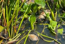 Nahle anuncia sanciones contra alcoholera por mortandad de peces en Veracruz Contaminación en Veracruz causa mortandad de peces y daño ambiental