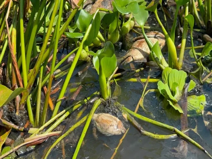 Imagen de la contaminación en Veracruz Contaminación en Veracruz causa mortandad de peces y daño ambiental