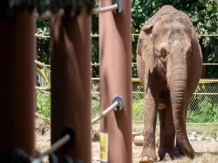 Elefantas en cautiverio en el zoológico de Honolulu, Hawái