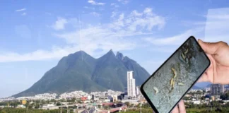 A días del Mundial, Nuevo León confirma su primer caso de gusano barrenador en humanos Gusano barrenador en México, infección producida por larvas de mosca