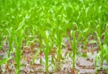 Lluvias atípicas benefician a las regiones norte y centro, pero merman al sur del país Lluvias atípicas benefician a algunas regiones de México pero perjudican a otras