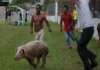 Gobierno de Acayucan pretende convertir el maltrato animal en espectáculo Cerdito encebado sufriendo maltrato animal en Acayucan Veracruz