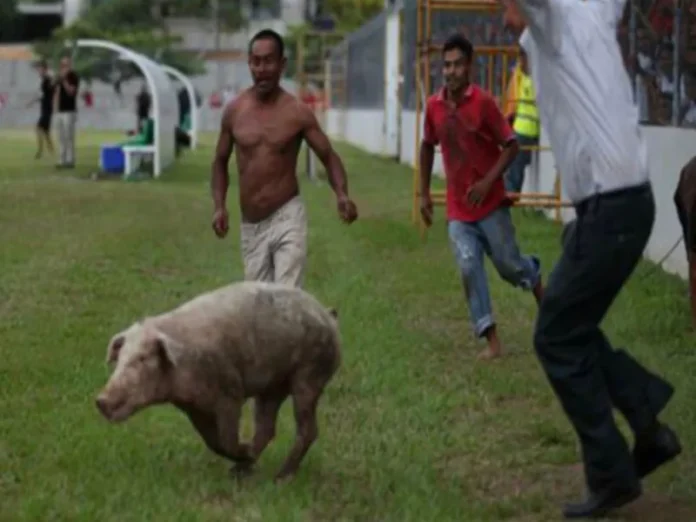 Imagen de un cerdo en una situación de maltrato animal Cerdito encebado sufriendo maltrato animal en Acayucan Veracruz