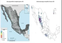 México es uno de los mayores productores de opioides del mundo, según informe de la ONU Campo de amapola en México, país productor de opio