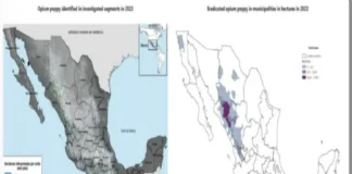México es uno de los mayores productores de opioides del mundo, según informe de la ONU Campo de amapola en México, país productor de opio