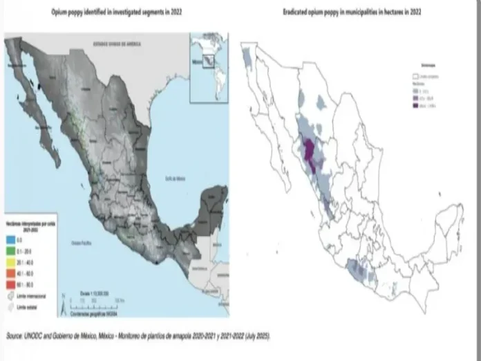 Campo de amapola en México, país productor de opio