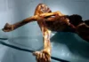 Descubren levadura en momia de la Edad de Bronce Ötzi con 5300 años La levadura en la momia de Ötzi, un descubrimiento científico