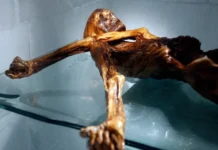 Descubren levadura en momia de la Edad de Bronce Ötzi con 5300 años La levadura en la momia de Ötzi, un descubrimiento científico