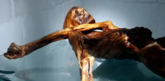 Descubren levadura en momia de la Edad de Bronce Ötzi con 5300 años La levadura en la momia de Ötzi, un descubrimiento científico