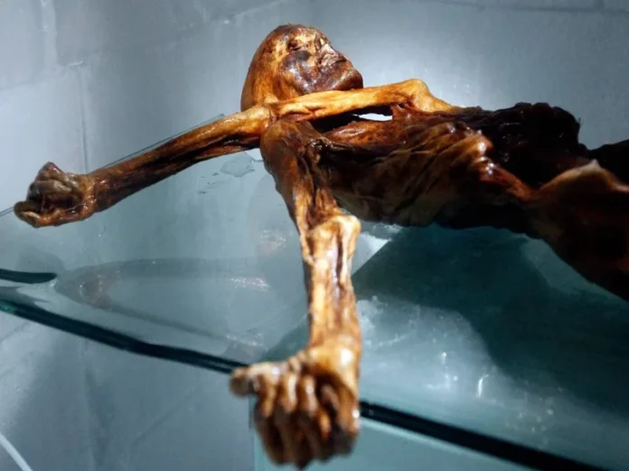La levadura en la momia de Ötzi, un descubrimiento científico