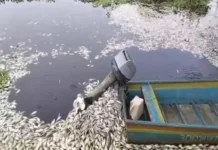 Denuncian mortandad de peces, jaibas y quelonios en la Cuenca del Papaloapan Mortandad de peces en la Cuenca del Papaloapan por contaminación